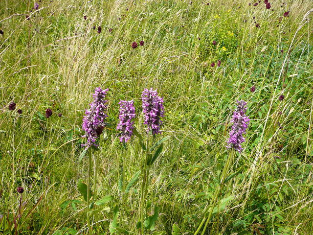 Heil-Ziest Wasserkuppe, Hessen Urlaub 2009 chwsr 041