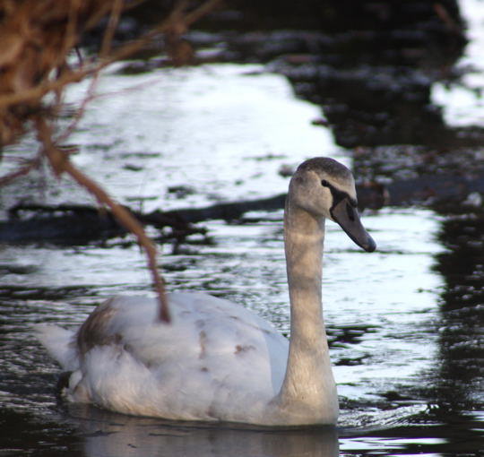 Hckerschwan, Jungtier