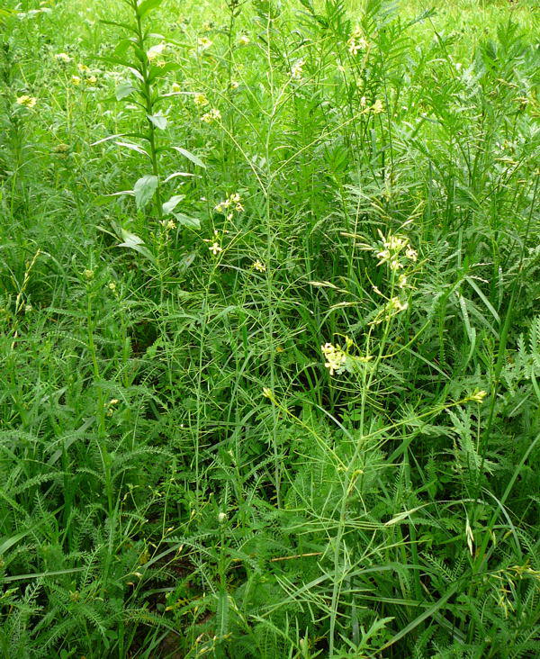 Hohe Rauke - Sisymbrium altissimum  