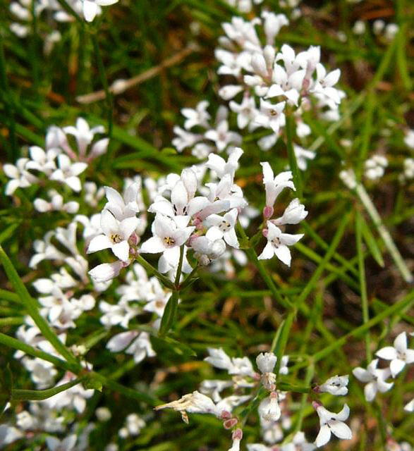 Hgel-Meier - Asperula cynanchica 