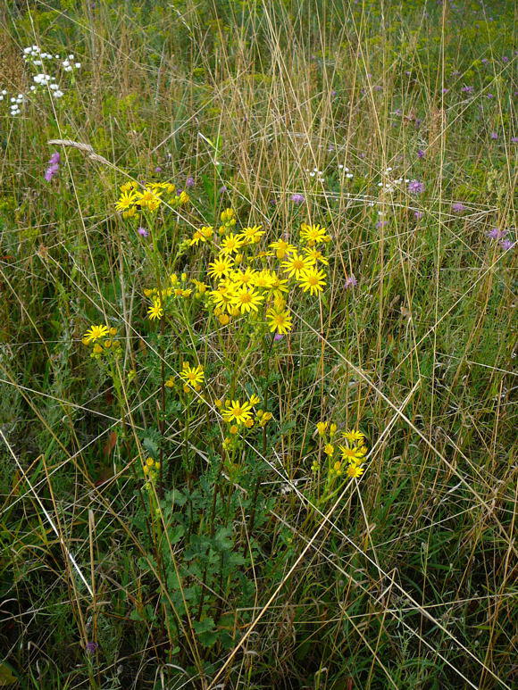 Jakobs-Greiskraut (-Kreuzkraut) - Senecio jacobaea