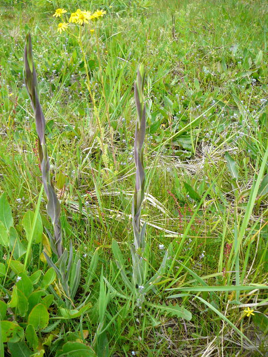 Turmkraut (Kahle Gnsekresse) - Arabis glabra