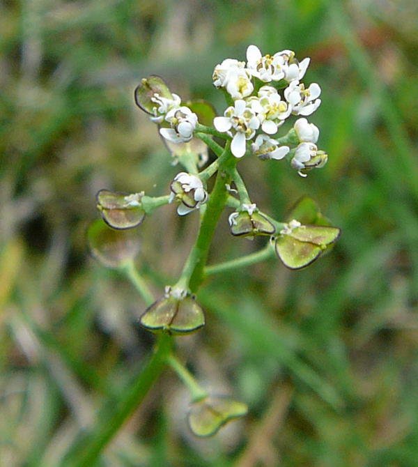 Kahler Bauernsenf - Teesdalia nudicaulis