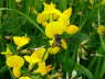 Kleine Harzbiene - Anthidium strigatum 