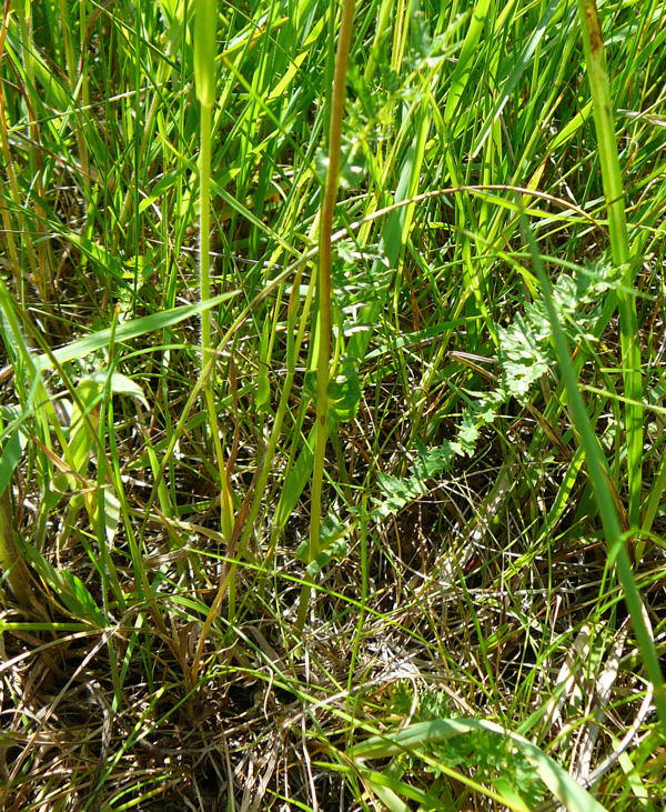 Kleine Mdes - Filipendula vulgaris