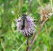 Khler-Sandbiene - Andrena pilipes
