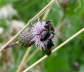 Khler-Sandbiene - Andrena pilipes