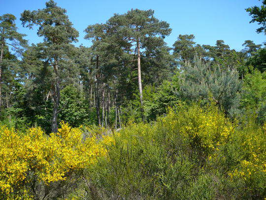 Viernheimer Heide