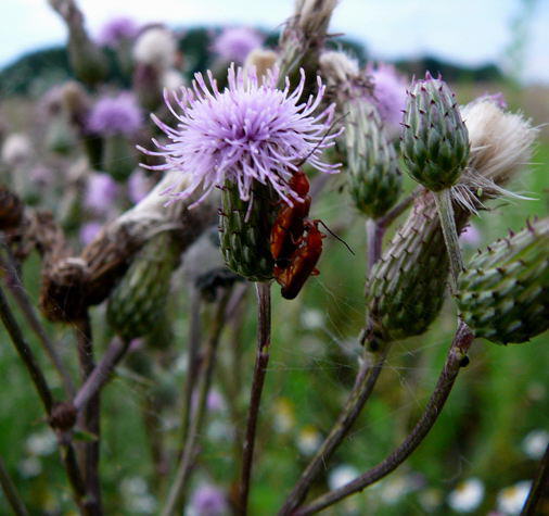 Acker-Kratzdistel  - Cirsium arvense