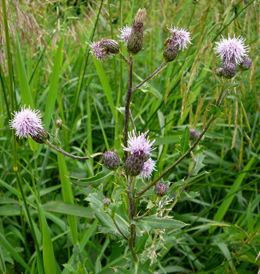 Acker-Kratzdistel  - Cirsium arvense