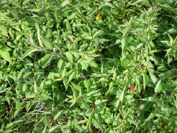 Bitterser Nachtschatten - Solanum dulcamara