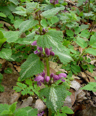 Gefleckte Taubnessel - Lamium maculatum