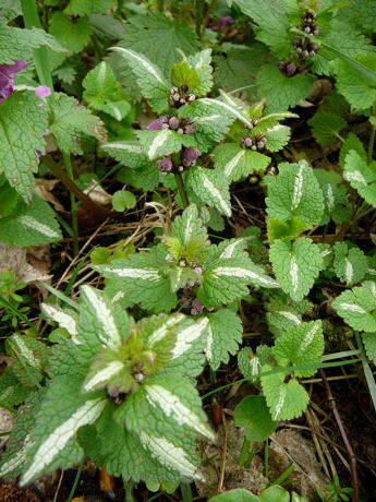 Gefleckte Taubnessel - Lamium maculatum