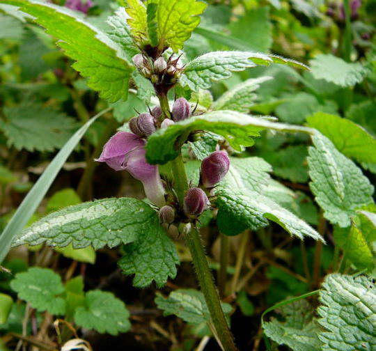 Gefleckte Taubnessel - Lamium maculatum