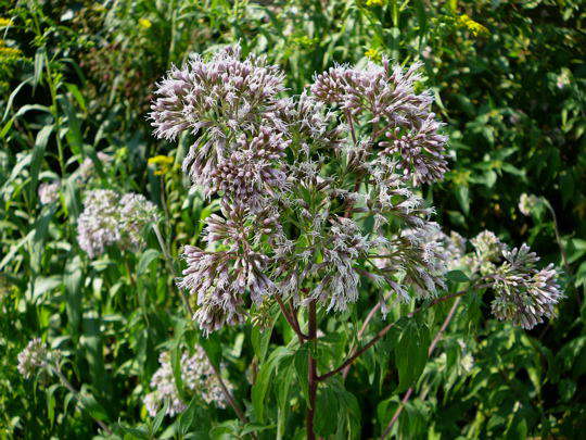 Gemeiner Wasserdost  - Eupatorium cannabinum