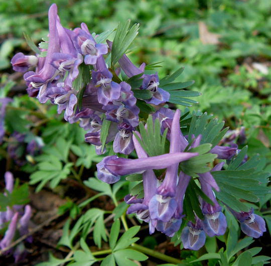 Hohler Lerchensporn - Corydalis cava