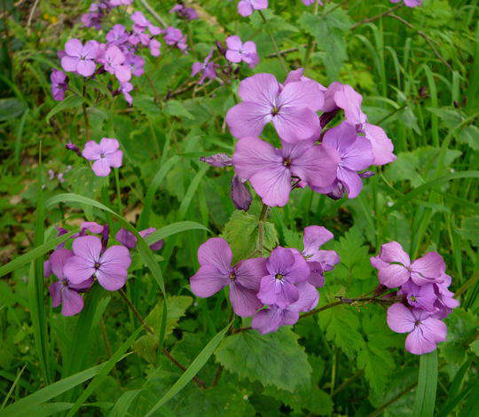 Judaspfennig - Lunaria annua