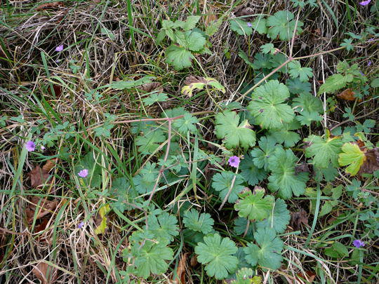 Pyrenen-Storchschnabel - Geranium pyrenaicum