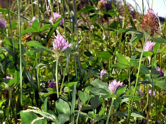 Gemeiner Wiesenklee - Trifolium pratense