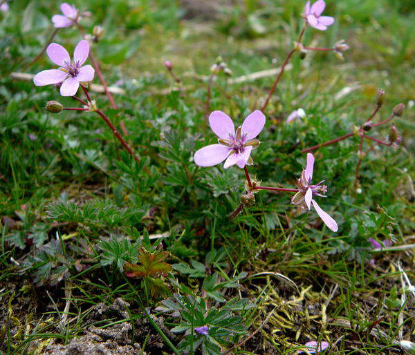 Schierlings-Reiherschnabel - Eurodium cicutarium