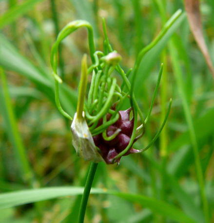 Weinbergslauch - Allium vineale