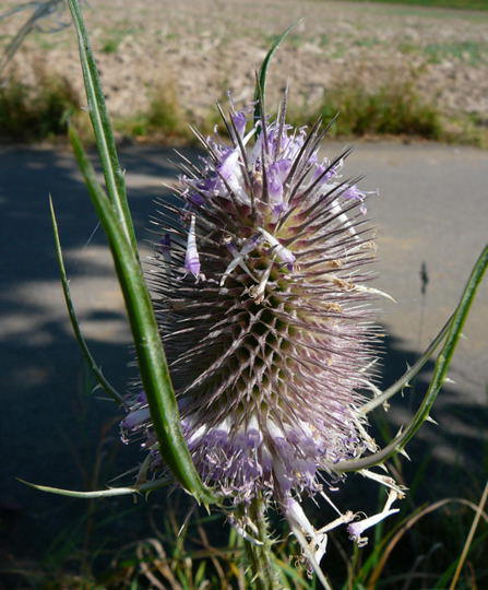 Wilde Karde - Dipsacus fullonum 