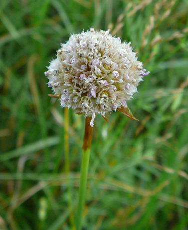 Sand-Grasnelke - Armeria maritima subsp. elongata