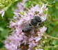 Luzerne-Blattschneiderbiene - Megachile rotundata
