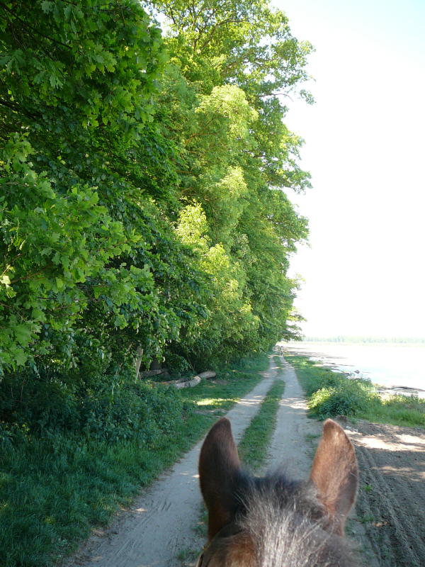 Mai 2008 Ausritt 3 Htt-Neuschloss-Viernheimer Heide 002