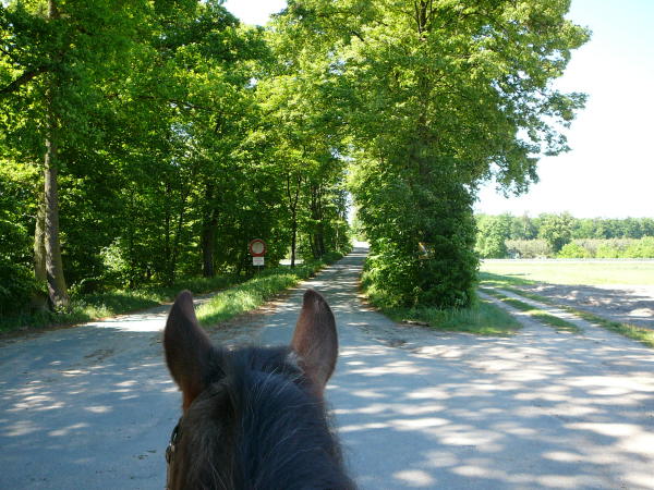 Mai 2008 Ausritt 3 Htt-Neuschloss-Viernheimer Heide 004