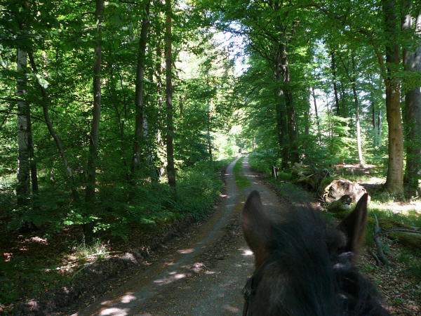 Mai 2008 Ausritt 3 Htt-Neuschloss-Viernheimer Heide 011