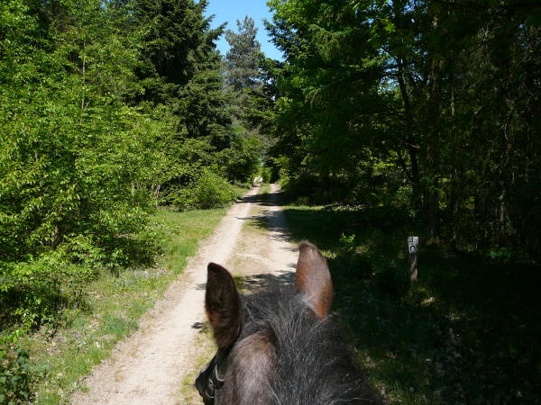 Mai 2008 Ausritt 3 Htt-Neuschloss-Viernheimer Heide 013