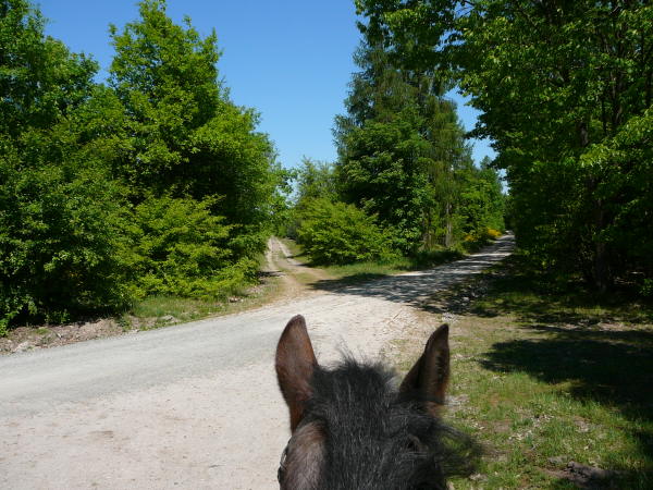 Mai 2008 Ausritt 3 Htt-Neuschloss-Viernheimer Heide 015