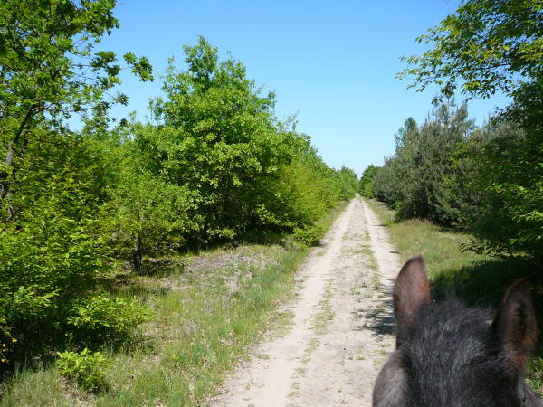 Mai 2008 Ausritt 3 Htt-Neuschloss-Viernheimer Heide 016