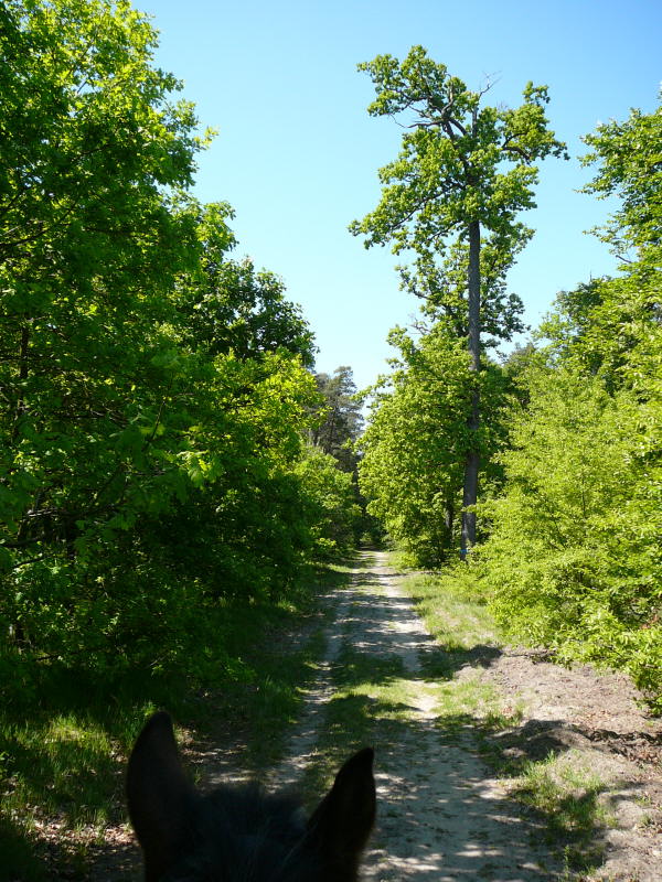 Mai 2008 Ausritt 3 Htt-Neuschloss-Viernheimer Heide 019