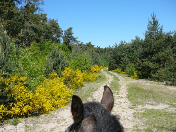 Mai 2008 Ausritt 3 Htt-Neuschloss-Viernheimer Heide 024