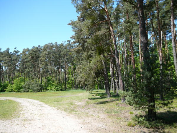 Mai 2008 Ausritt 3 Htt-Neuschloss-Viernheimer Heide 025