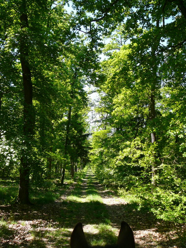 Mai 2008 Ausritt 3 Htt-Neuschloss-Viernheimer Heide 029