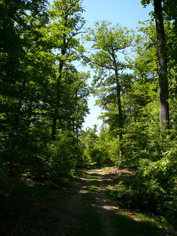 Mai 2008 Ausritt 3 Htt-Neuschloss-Viernheimer Heide 030