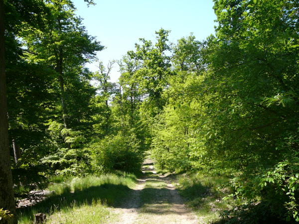 Mai 2008 Ausritt 3 Htt-Neuschloss-Viernheimer Heide 031