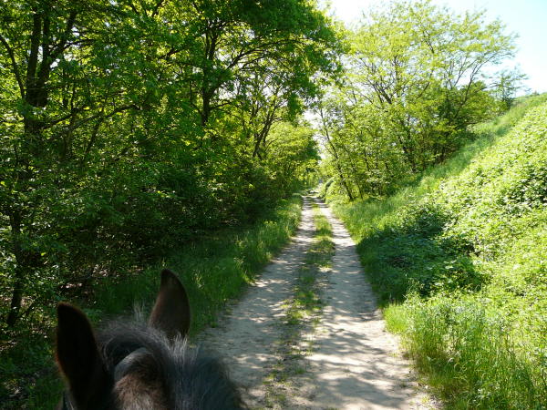 Mai 2008 Ausritt 3 Htt-Neuschloss-Viernheimer Heide 037