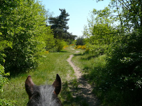 Mai 2008 Ausritt 3 Htt-Neuschloss-Viernheimer Heide 050