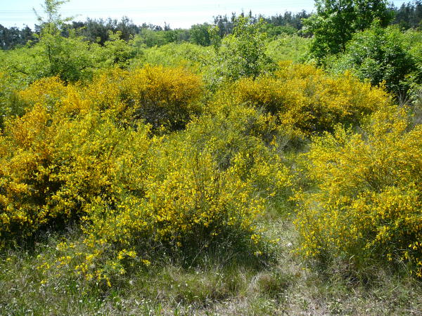 Mai 2008 Ausritt 3 Htt-Neuschloss-Viernheimer Heide 051