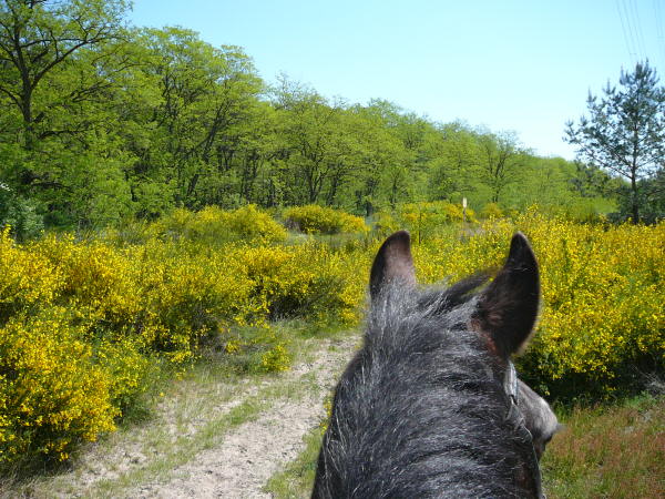 Mai 2008 Ausritt 3 Htt-Neuschloss-Viernheimer Heide 055