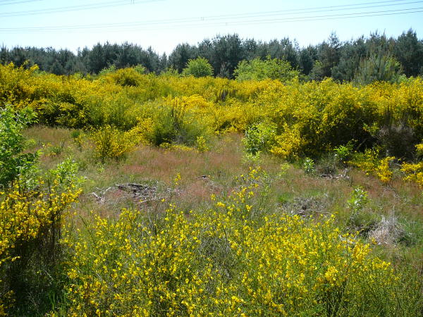 Mai 2008 Ausritt 3 Htt-Neuschloss-Viernheimer Heide 061