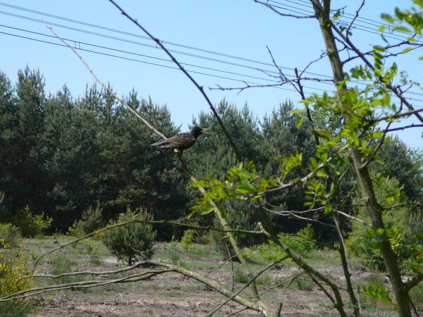 Mai 2008 Ausritt 3 Htt-Neuschloss-Viernheimer Heide 065