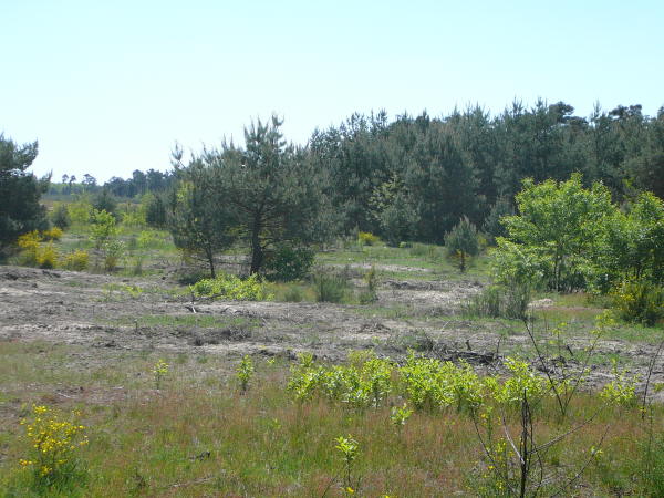 Mai 2008 Ausritt 3 Htt-Neuschloss-Viernheimer Heide 066