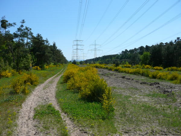 Mai 2008 Ausritt 3 Htt-Neuschloss-Viernheimer Heide 076