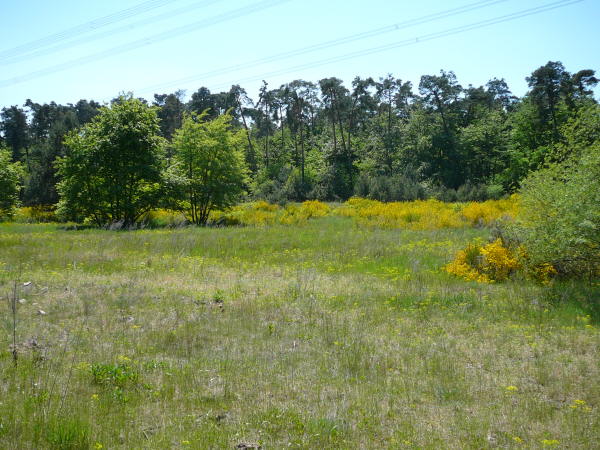 Mai 2008 Ausritt 3 Htt-Neuschloss-Viernheimer Heide 084