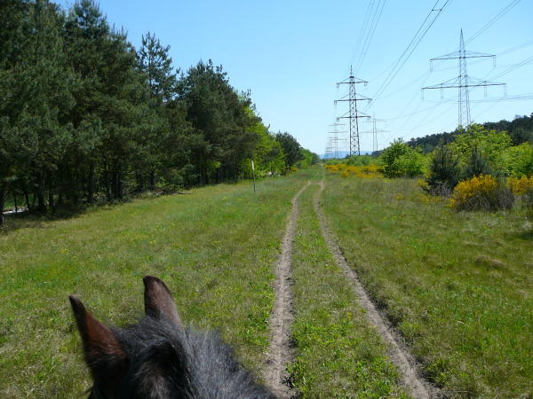 Mai 2008 Ausritt 3 Htt-Neuschloss-Viernheimer Heide 085